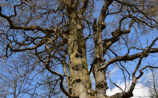 5. Svirnupio vinkšna.jpg